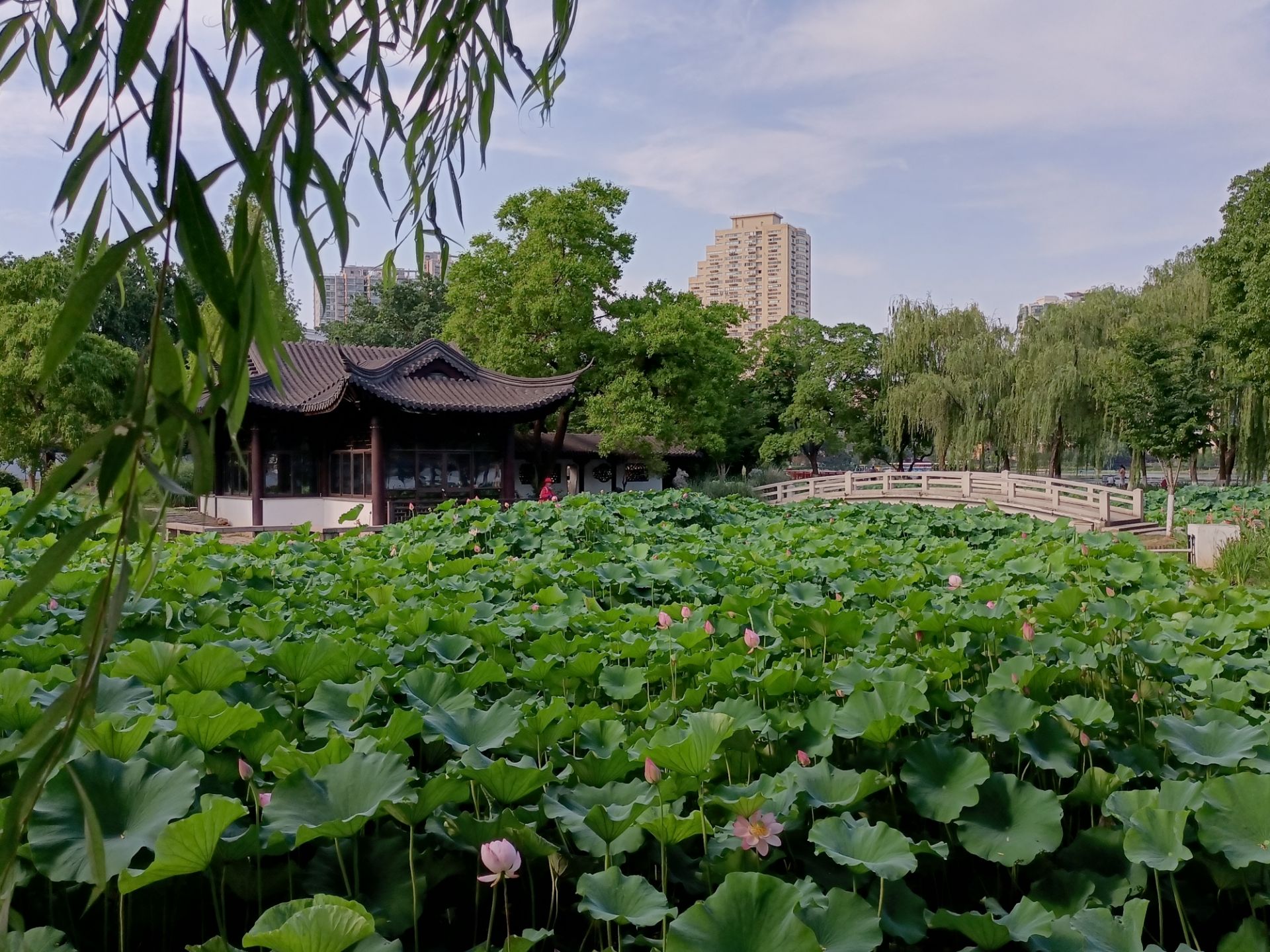 炎炎夏日游南京,莫愁湖畔看荷花,走走拍拍,赏心悦目!|游山玩水-化龙巷