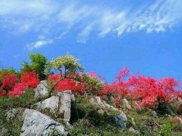 醉客行天下户外4月18日鸬鸟山登山徒步赏野杜鹃花 有一起的吗