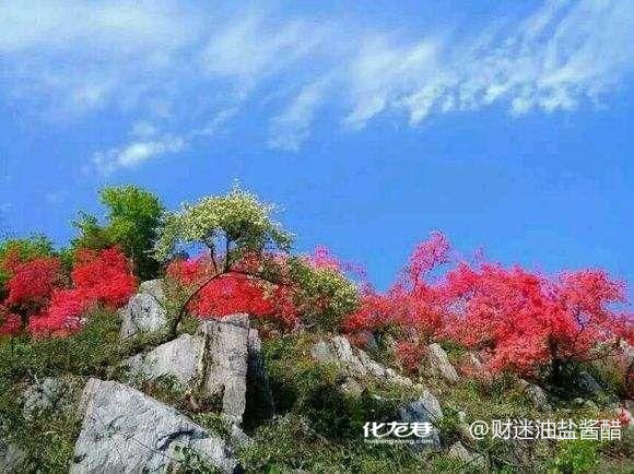 醉客行天下户外4月18日鸬鸟山登山徒步赏野杜鹃花 有一起的吗 醉客行天下户外4月18日鸬鸟山登山徒步赏野杜鹃花 有一起的吗