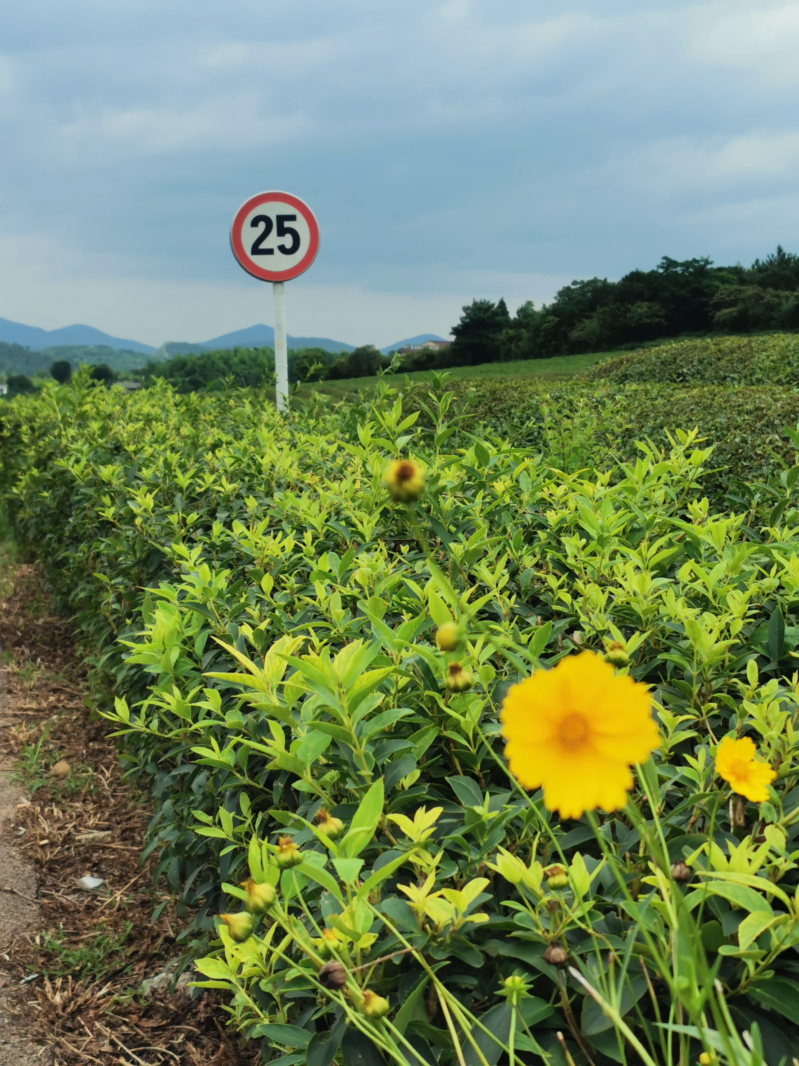 黄梅季,虽然比较闷,但是空气超清新,去湖住了两晚上,真舒服!