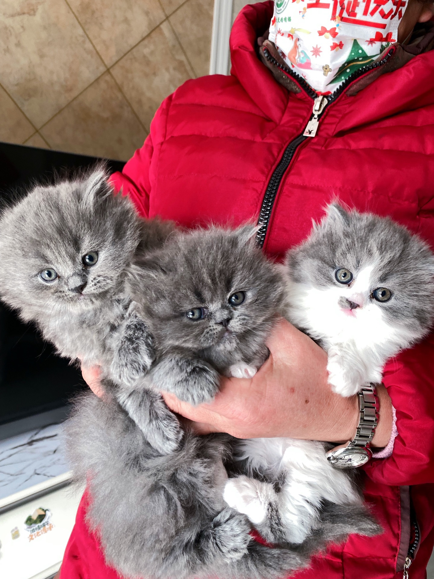 寻猫英短蓝白猫找新家啦返祖长毛蓝猫找有责任心的主人领养