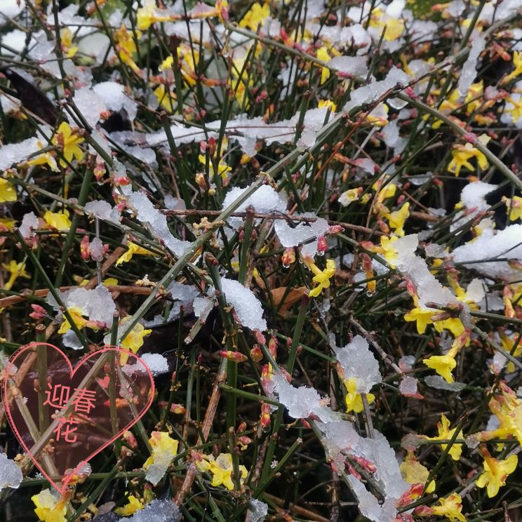 傲霜凌雪图片