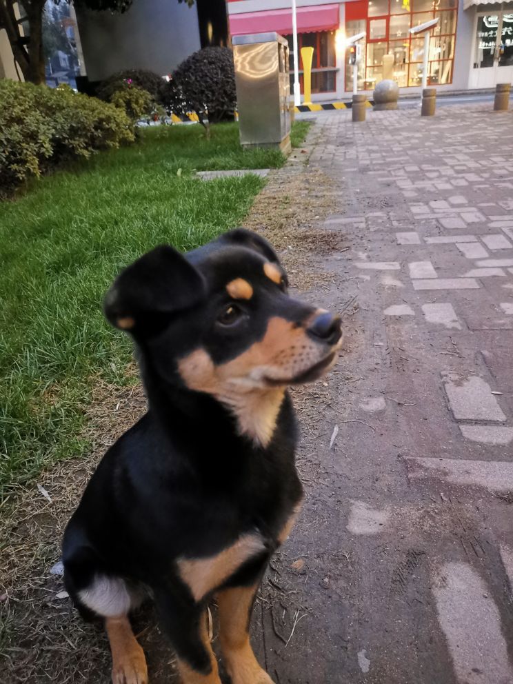 清潭国光附近捡到一条小狗看着挺干净的也很乖应该是有主人的