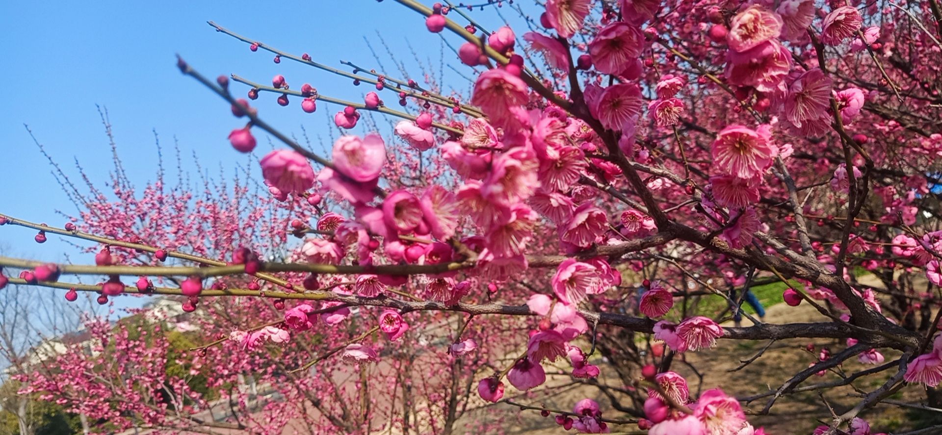 今日再宋劍湖梅花園看到好多花都開了真的美到快窒息了