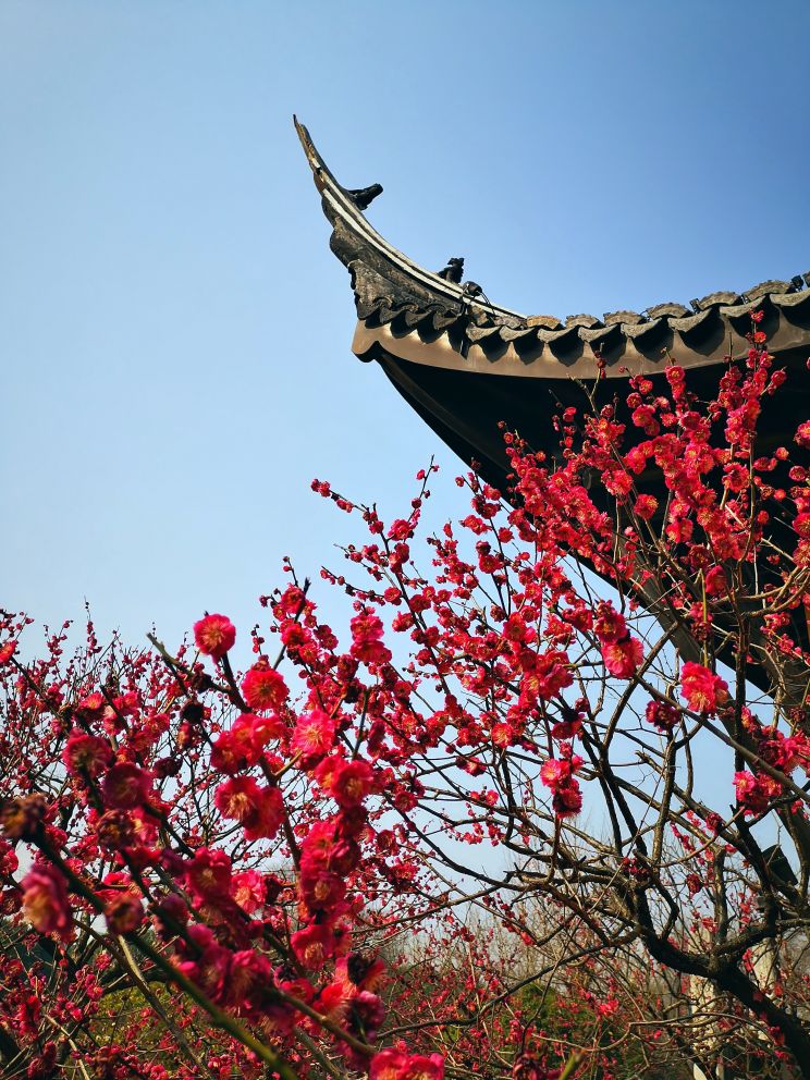 行摄常州红梅公园踏春赏梅