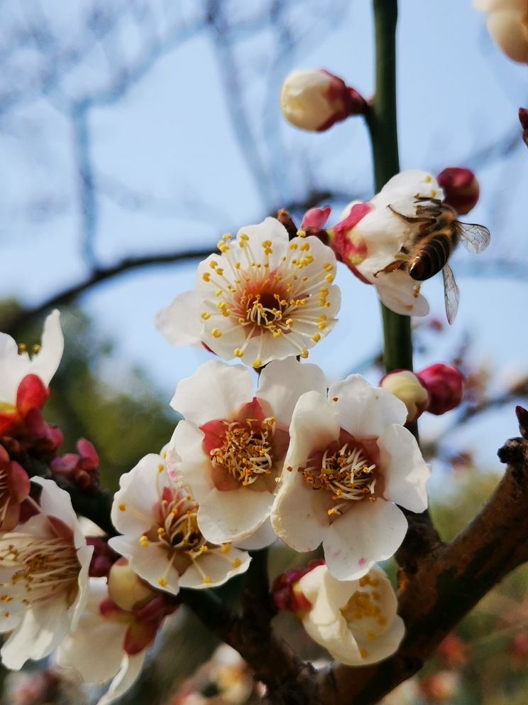 行摄常州红梅公园踏春赏梅