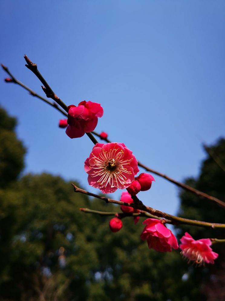 行摄常州红梅公园踏春赏梅