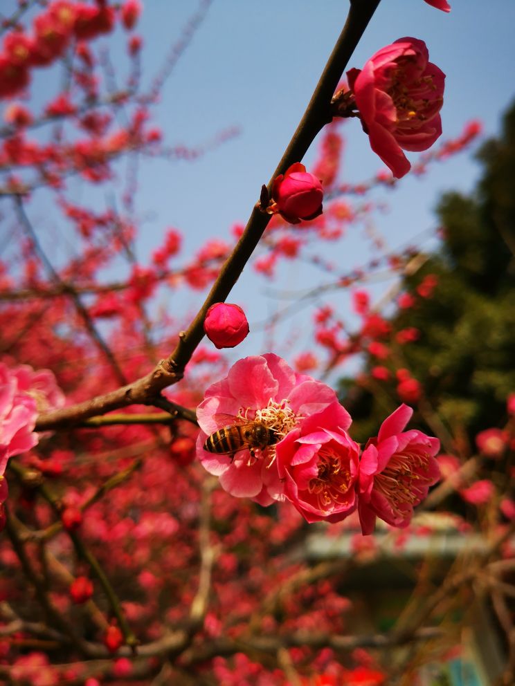 行摄常州红梅公园踏春赏梅