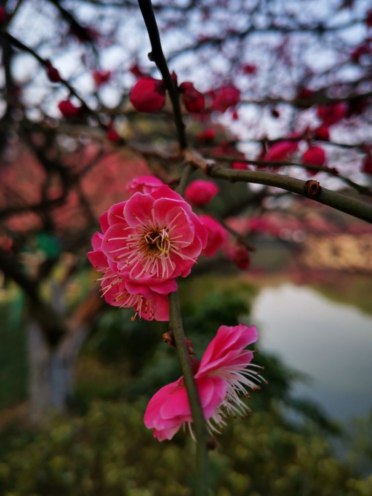 行摄常州红梅公园踏春赏梅