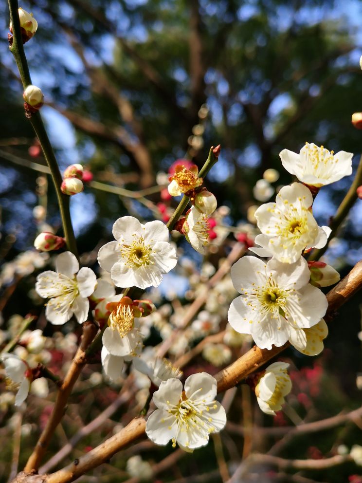 行摄常州红梅公园踏春赏梅