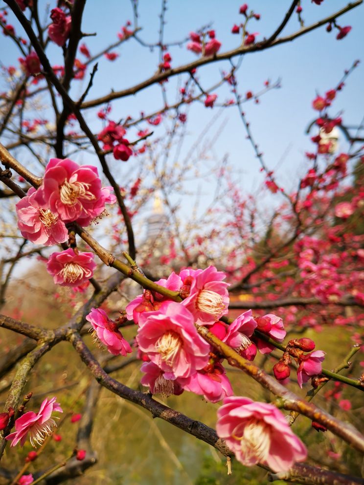 行摄常州红梅公园踏春赏梅