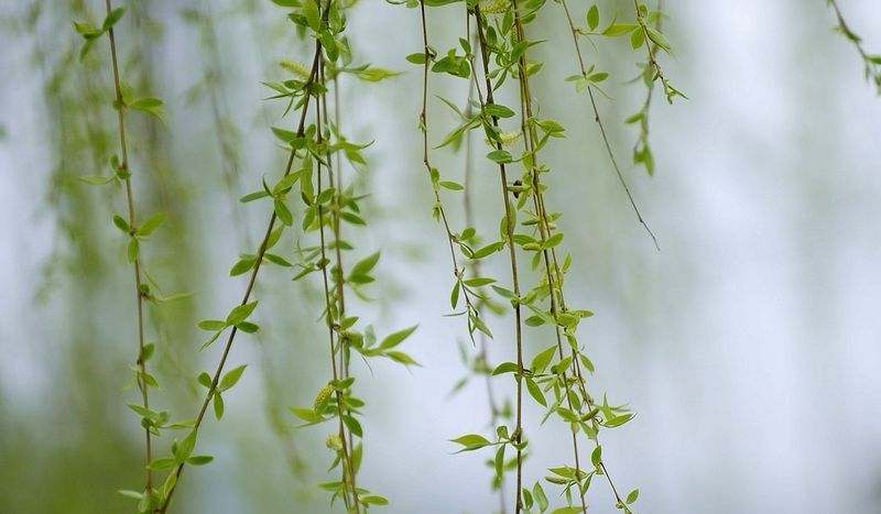 小区小河边的柳树发芽了