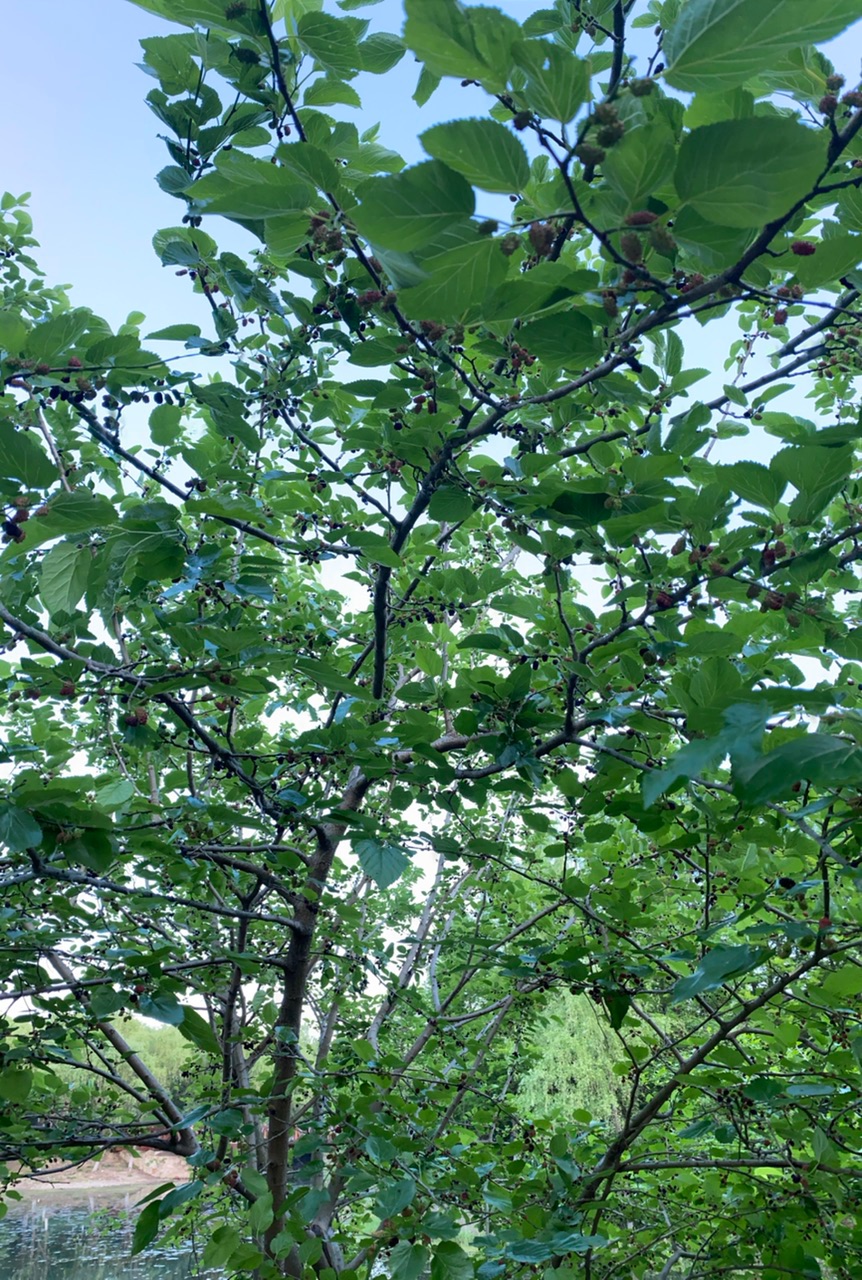 龙城茶座-化龙巷